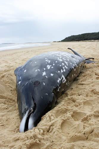 ...while a rare whale washes up near Ulladulla | South Coast Register ...