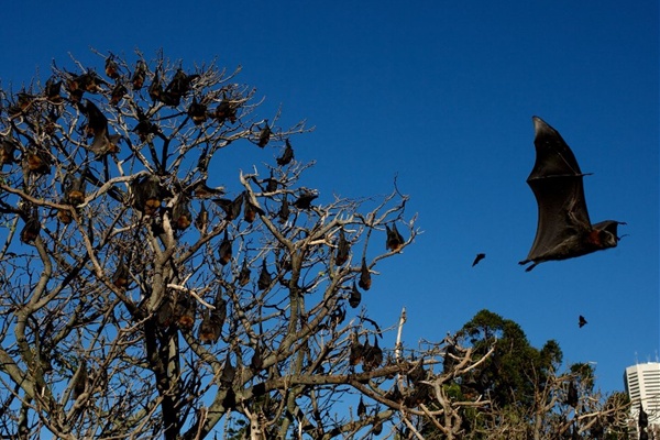 Noise offensive targets flying foxes | Port Macquarie News | Port