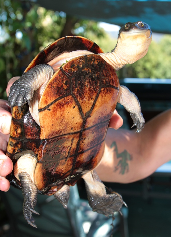 Illegal feral turtles put native species at risk | The Advocate ...